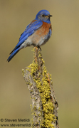 BIRDS OF THE WESTERN US